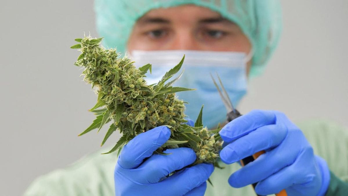 ganja ilustrasi tanaman ganja